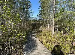 Sentier de caillebotis bordé de Rhododendron canadense