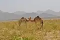 Camelus dromedarius.