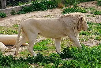 Lion blanc.