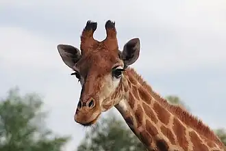 Girafe.