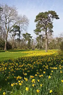 Les cultivars de Narcissus, ici au parc de Bagatelle, sont souvent appelés « jonquilles ».