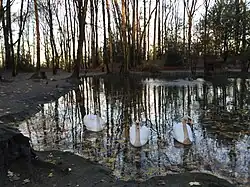 L'étang des cygnes