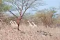 Girafes dans le parc national Waza.