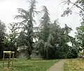 Grands arbres dans le parc Commune de Paris.