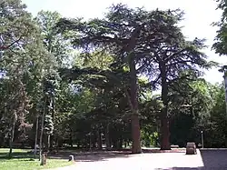 Cèdres du Liban.