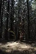 Arbres dans le parc de Menez Meur.