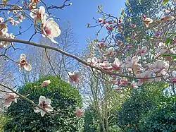 Magnolia