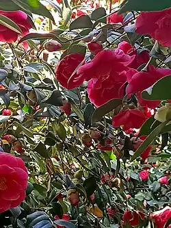 Camélias rouges