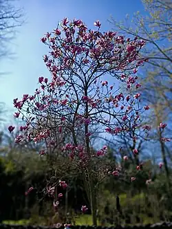 Magnolia