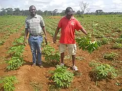Culture du manioc