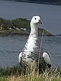 Bernache de Magellan (Chloephaga picta)
