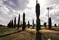 Allée de cyprès