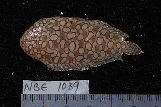 Pardachirus morrowi