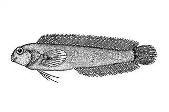 Parenchelyurus hepburni
