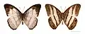 Pareuptychia hesionides - MHNT