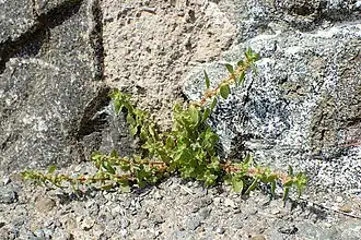 Description de l'image Parietaria lusitanica kz1.jpg.