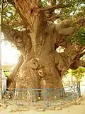 Arbre Parijat au village de Kintoor.