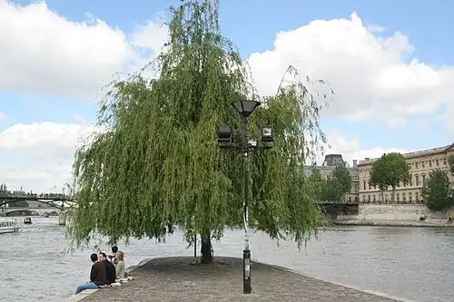 Saule pleureur.