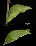 Chrysalide