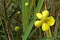 Des fleurs près de lac de Brzostek.