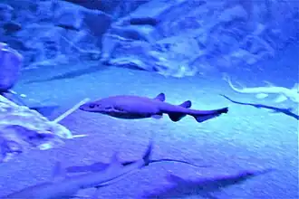 Description de l'image Parmaturus pilosus in an aquarium.jpg.