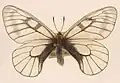 Parnassius glacialis