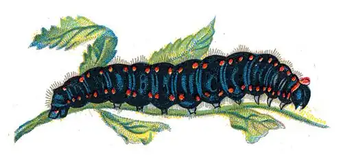 Chenille, illustration par Nemos, 1895.