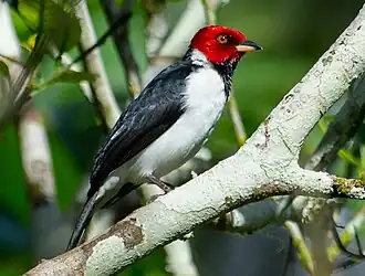 Paroaria gularis