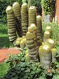 Une parodia leninghausii en pot