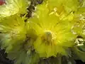 Fleurs