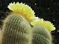 La floraison d'automne de la parodia leninghausii