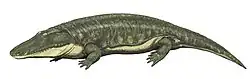 Reconstitution de P. orenburgensis.