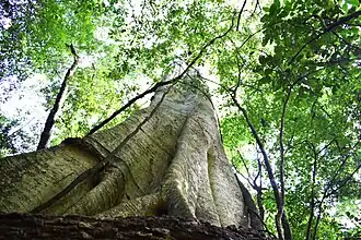 Ibiporã