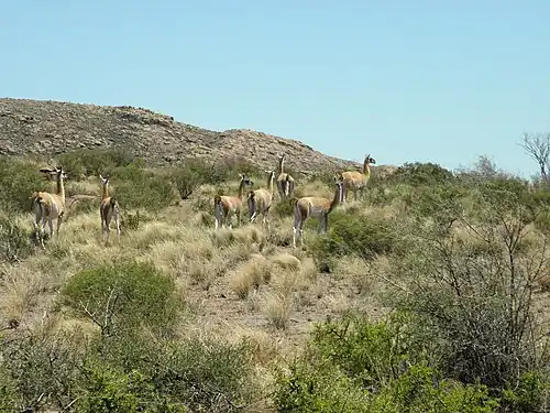 Paysage et guanacos au parc national Lihué Calel en 2012
