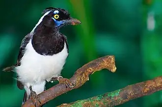 Cyanocorax cyanopogon