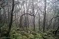 la forêt primaire