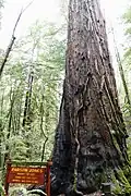 Sequoia Parson Jones, le + grand arbre de la réserve