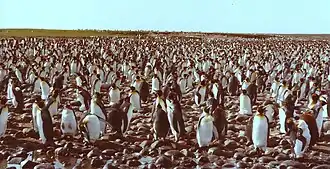 Une partie de la manchotière de Ratmanoff (en 1983)