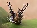 Tête de la chenille