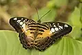Partenos sylvia lilacilus