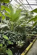 Les serres tropicales.