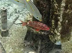 Parupeneus ciliatus