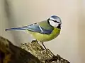 Paridae