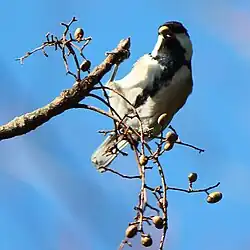Parus minor mangeant les fruits de T. succedaneum