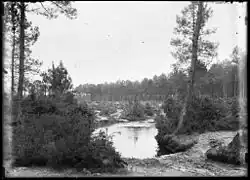 Le paysage traditionnel de lagune en pinhada (cliché Félix Arnaudin).