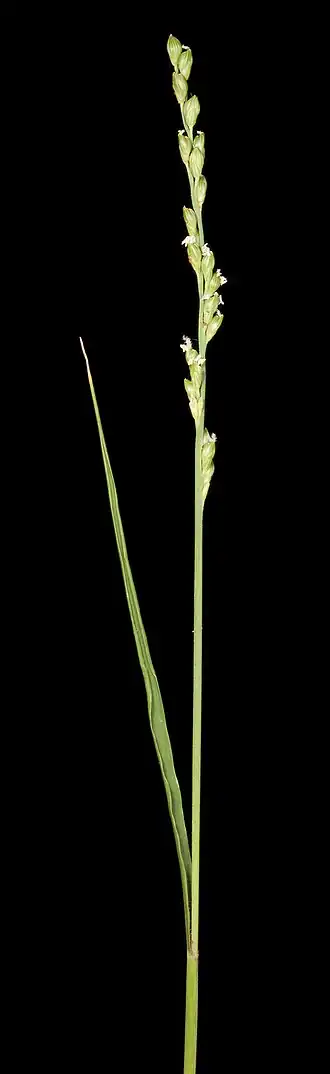 Description de l'image Paspalidium basicladum (7226930692).jpg.