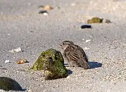Un Moineau domestique (Passer domesticus)