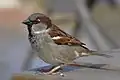 Un Pennaraptora actuel de la classe des oiseaux : le moineau domestique.