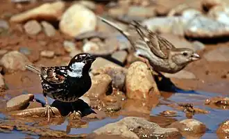 Sur un sol caillouteux recouvert d'une mince étendue d'eau, deux oiseaux sont posés ; le mâle au premier plan à gauche présente un plumage tacheté avec du marron, du noir et du blanc alors que la femelle au second plan à droite présente un plumage uni beige.