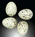 Œufs de Moineau espagnol - Muséum de Toulouse